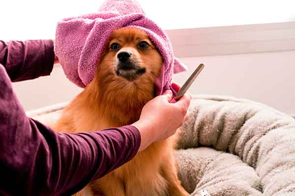 Grooming Desensitization