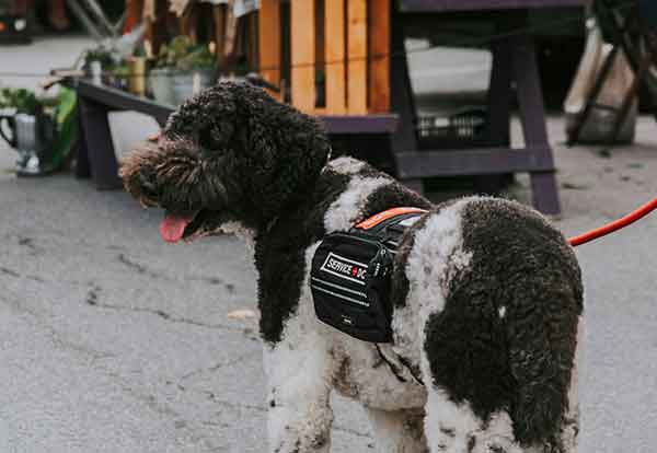 Service Dog Training